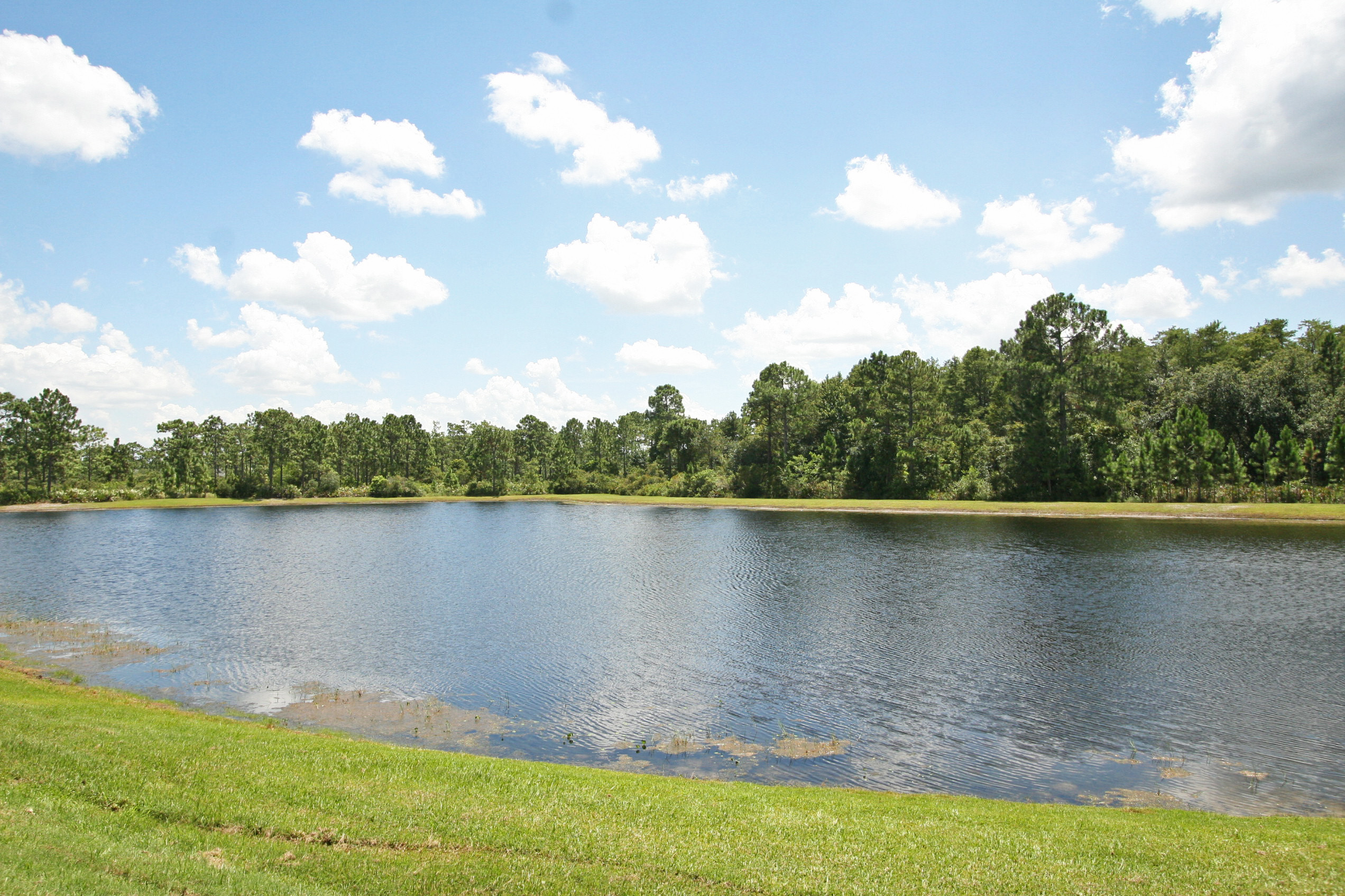 Lake and Tree View